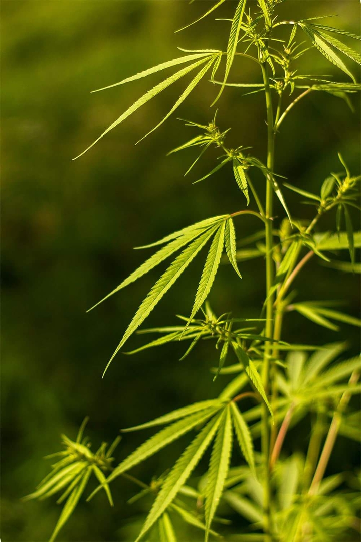 Long live the weed