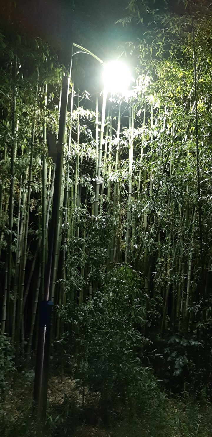 울산대밭 십리길