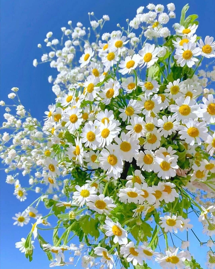 Flowers 1
