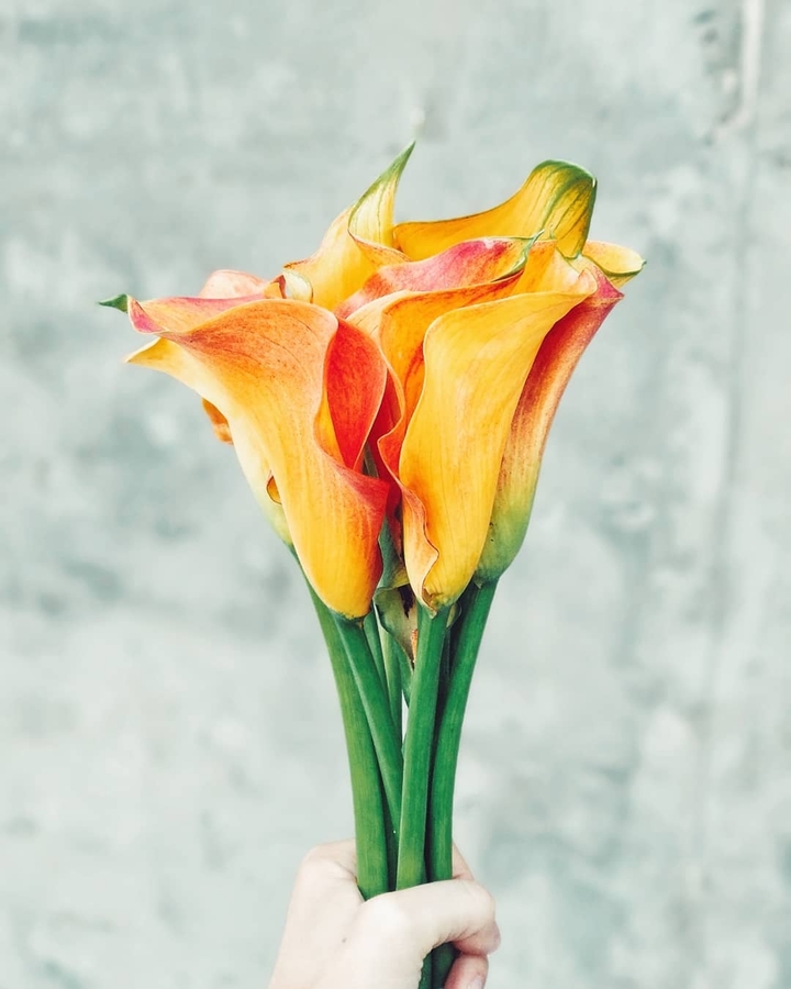 Calla