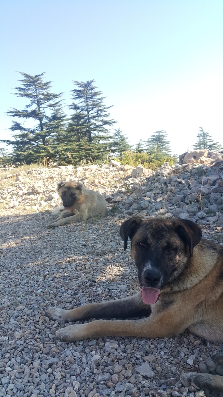 orman köpeği :)