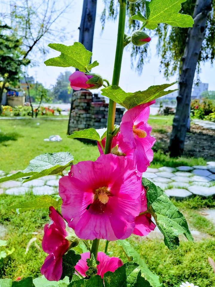 flowers