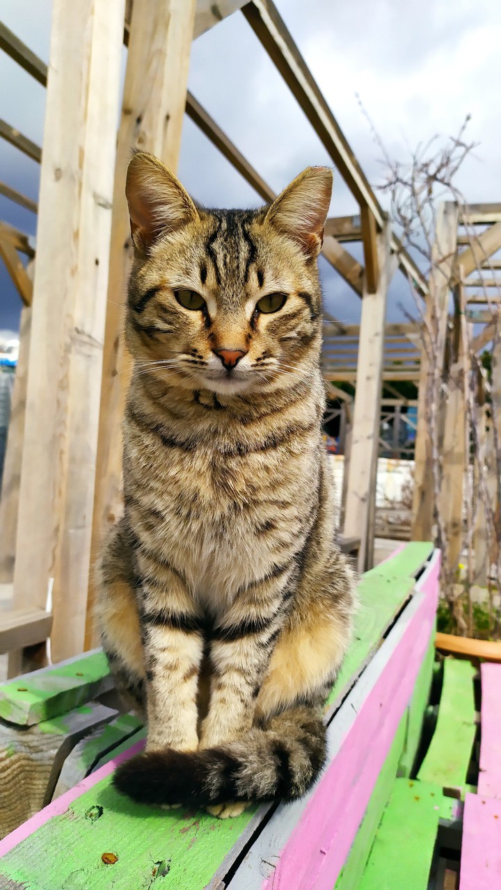 noble cat