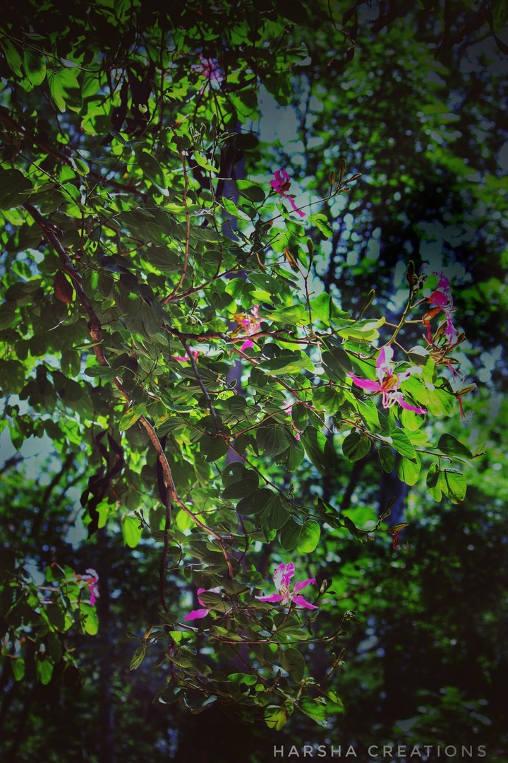 trees