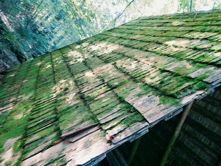 Forest house