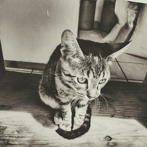 Gato