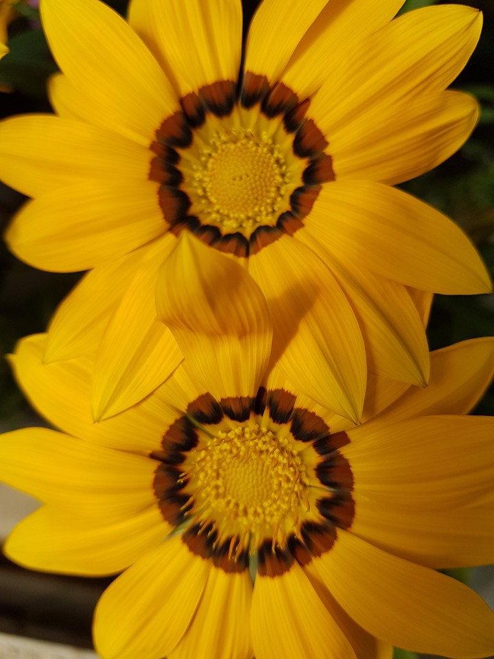 Fiori vari