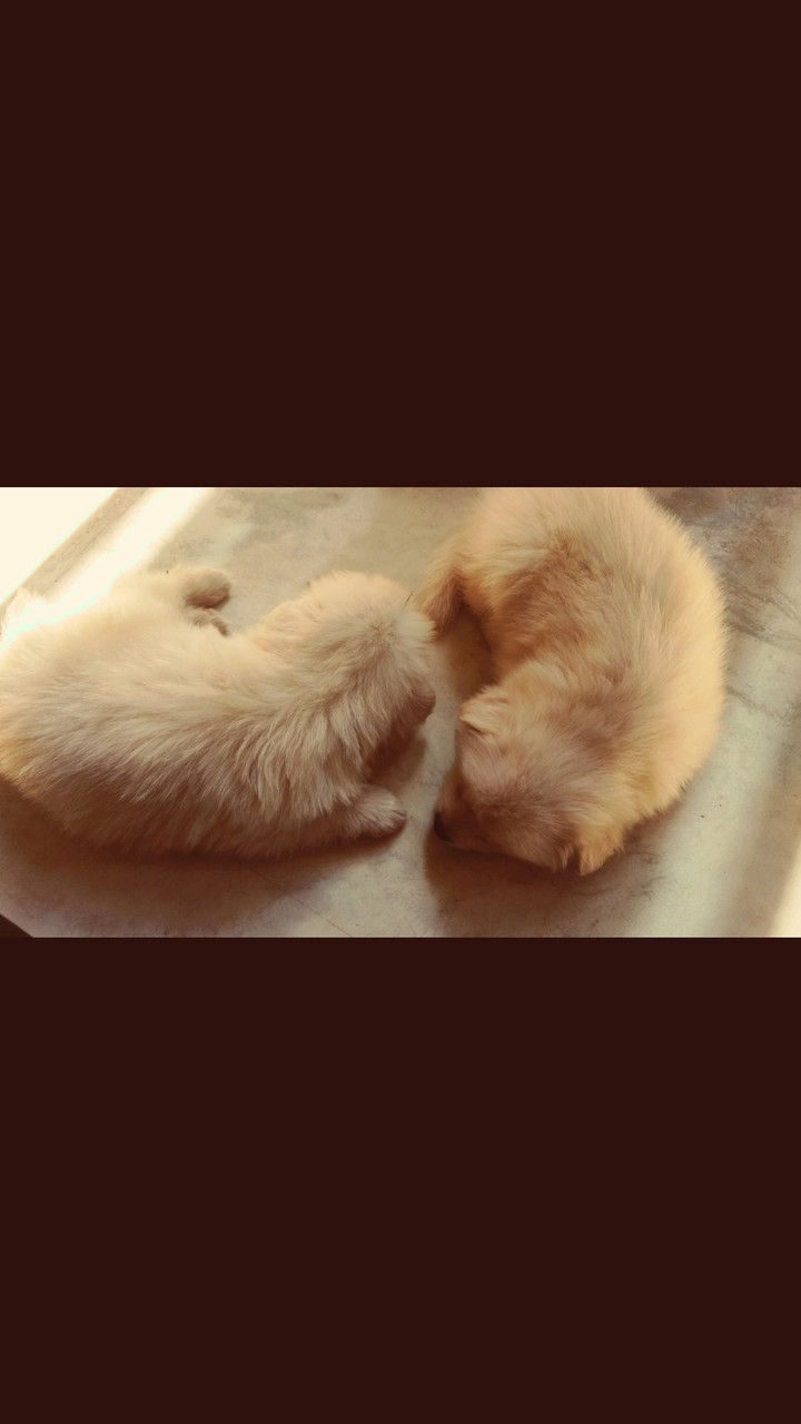 sleeping peacefully