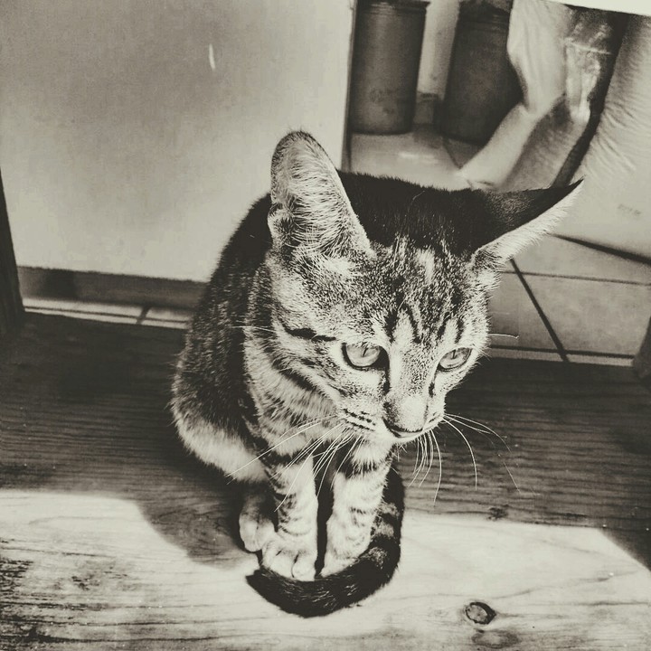 Gato