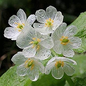 transparent flowers