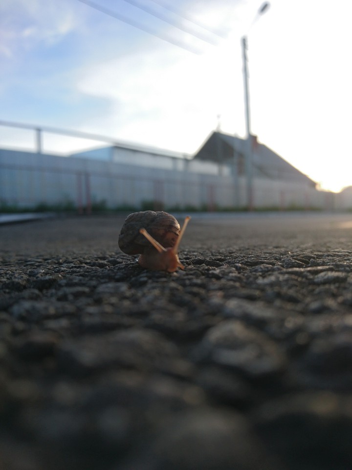 Snail 2017