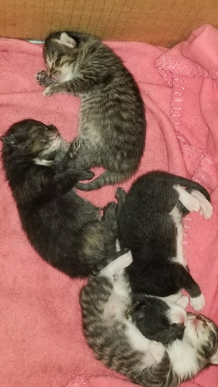 Sweet Babies