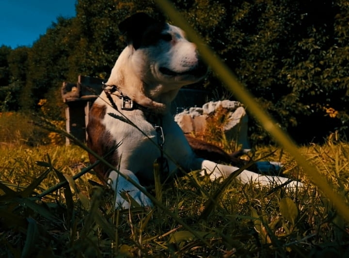 sam