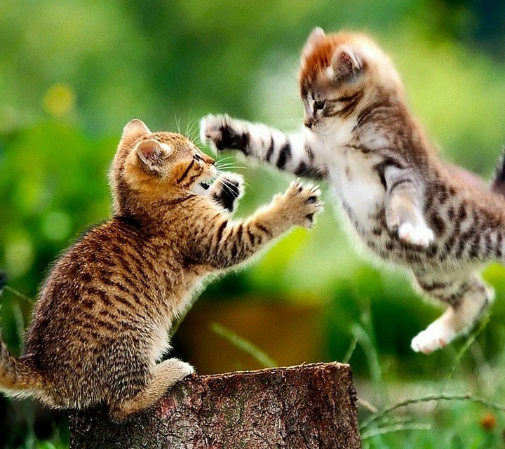 cats