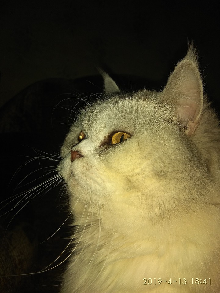 Коте