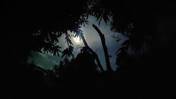 moonlight