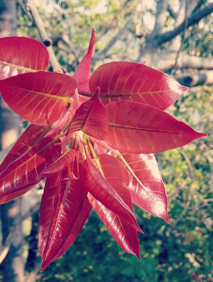 nature's