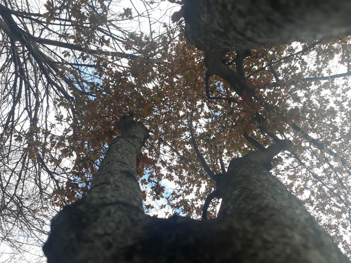 trees