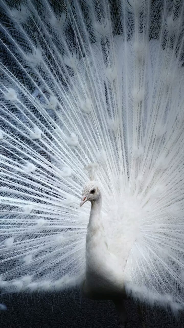 white peacock