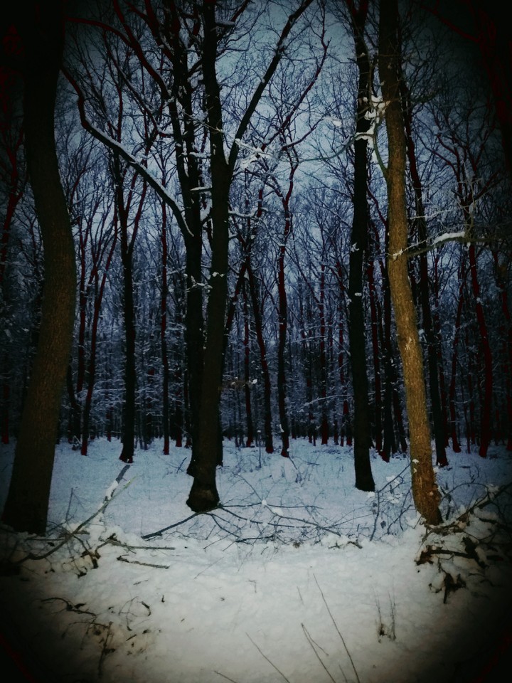 Misterious winter forest