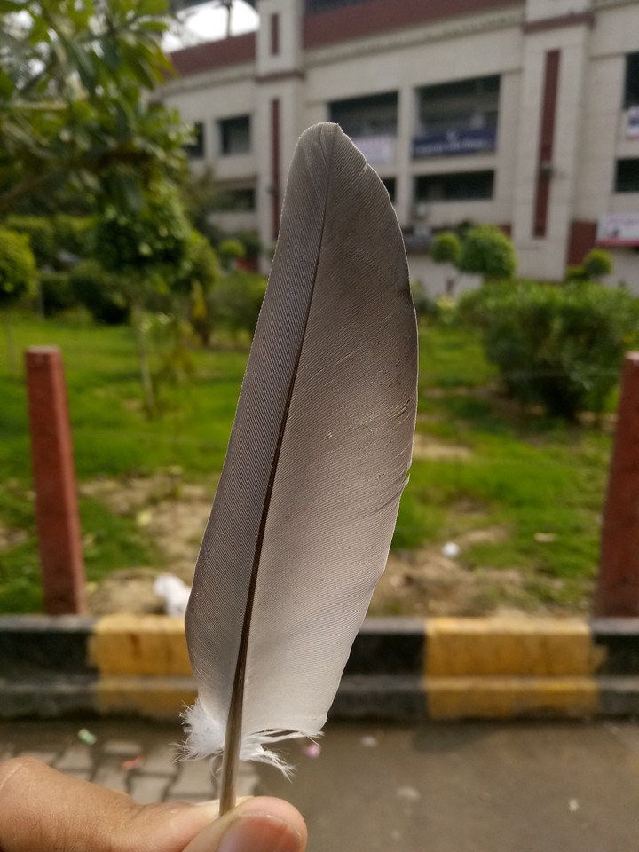 light as feather