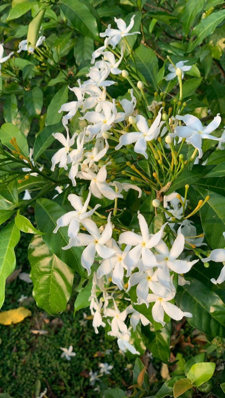 white flower