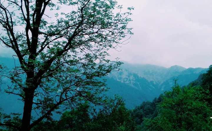 forest