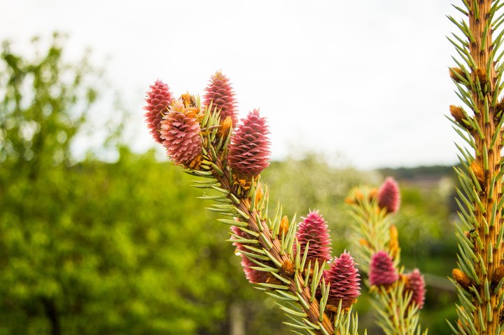 spruce,nature,wood