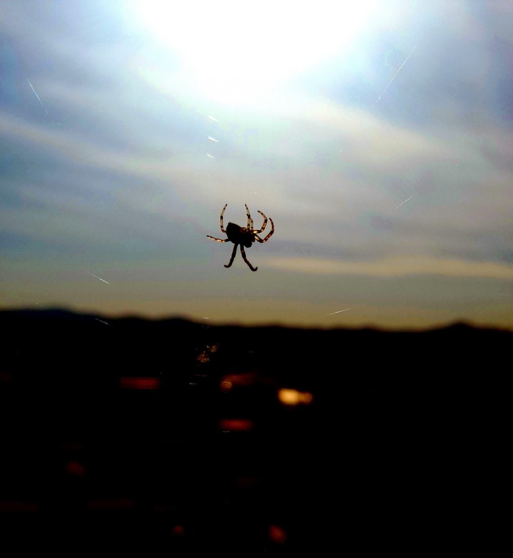 Spider