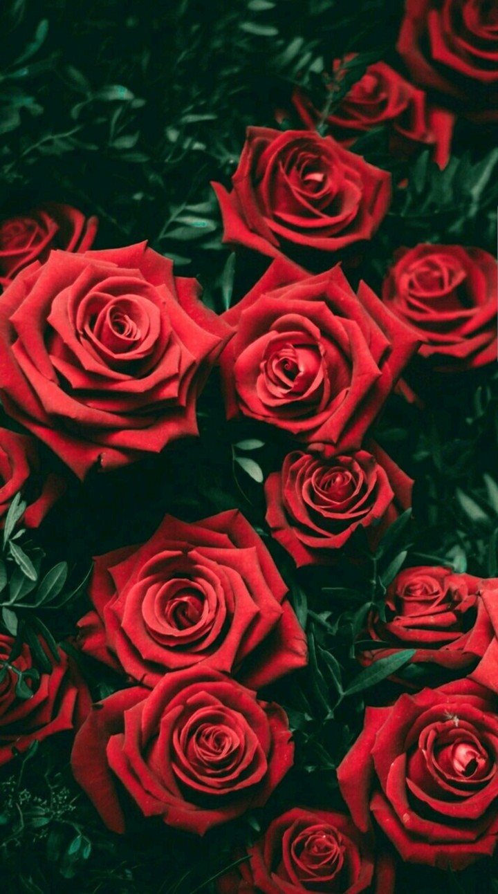rose