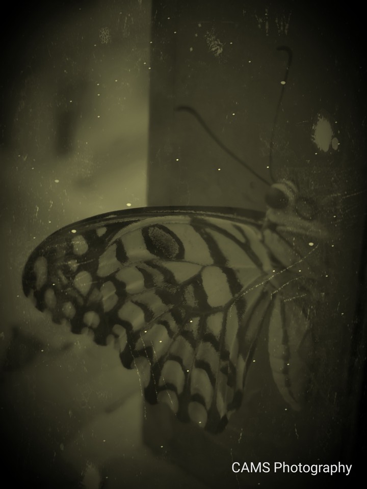 Butterfly at its best