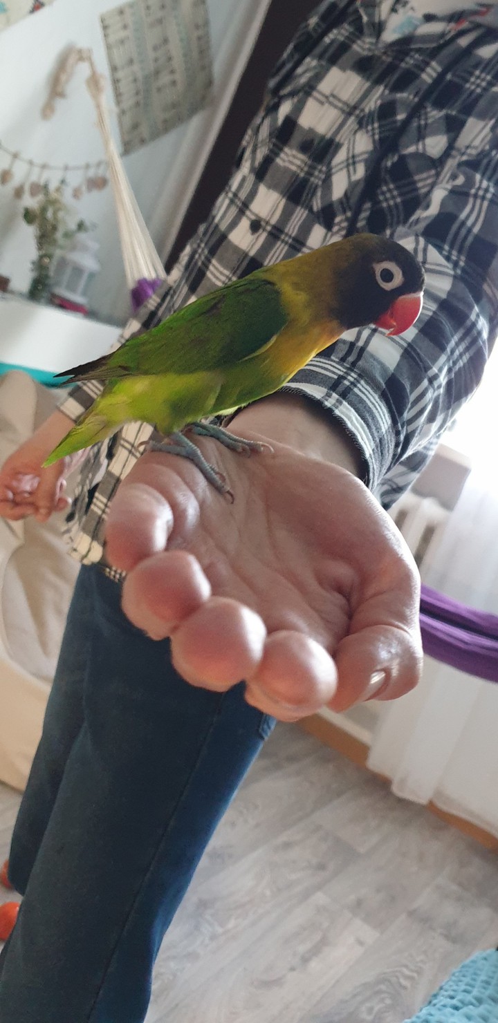 green parrot