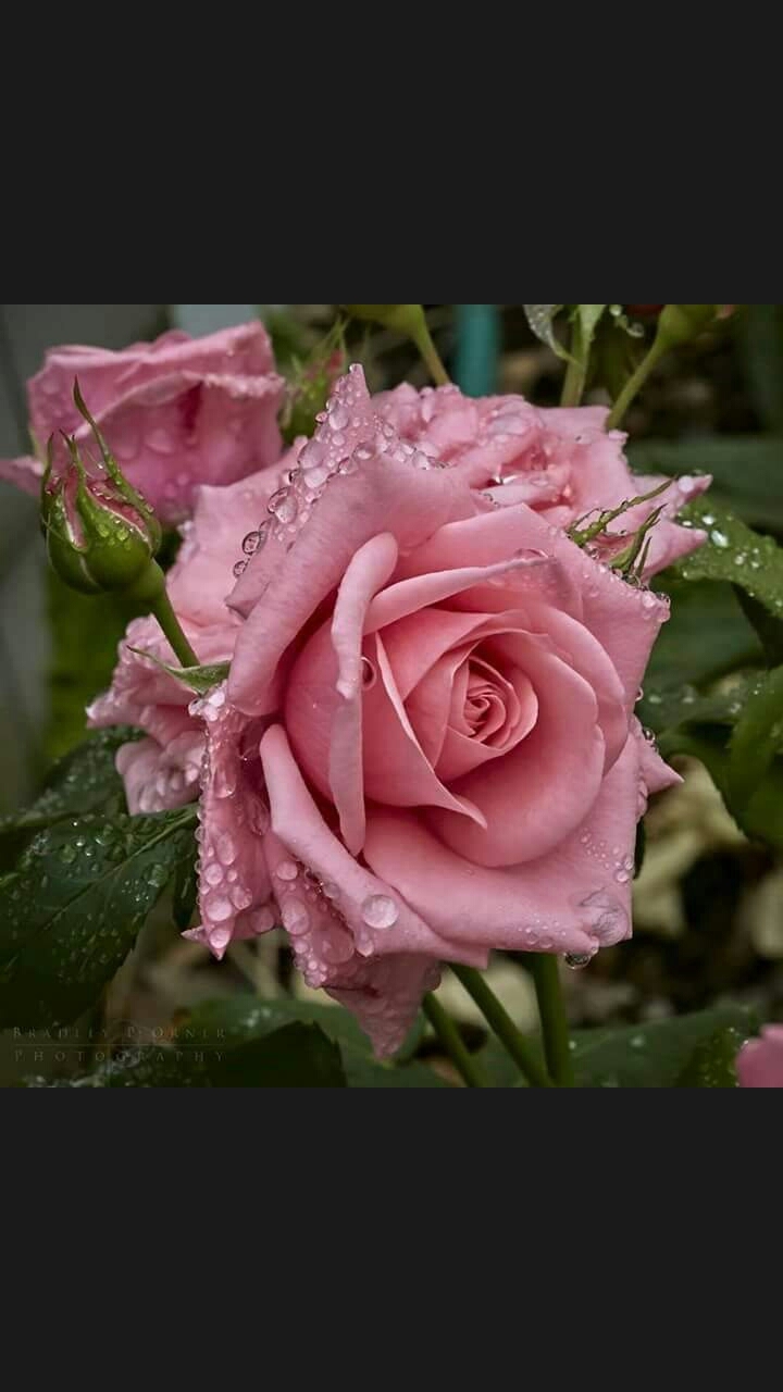 Rany rose