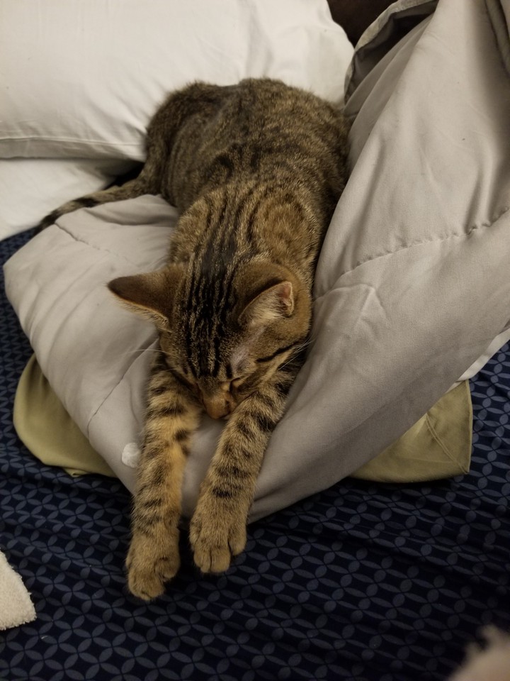 cat