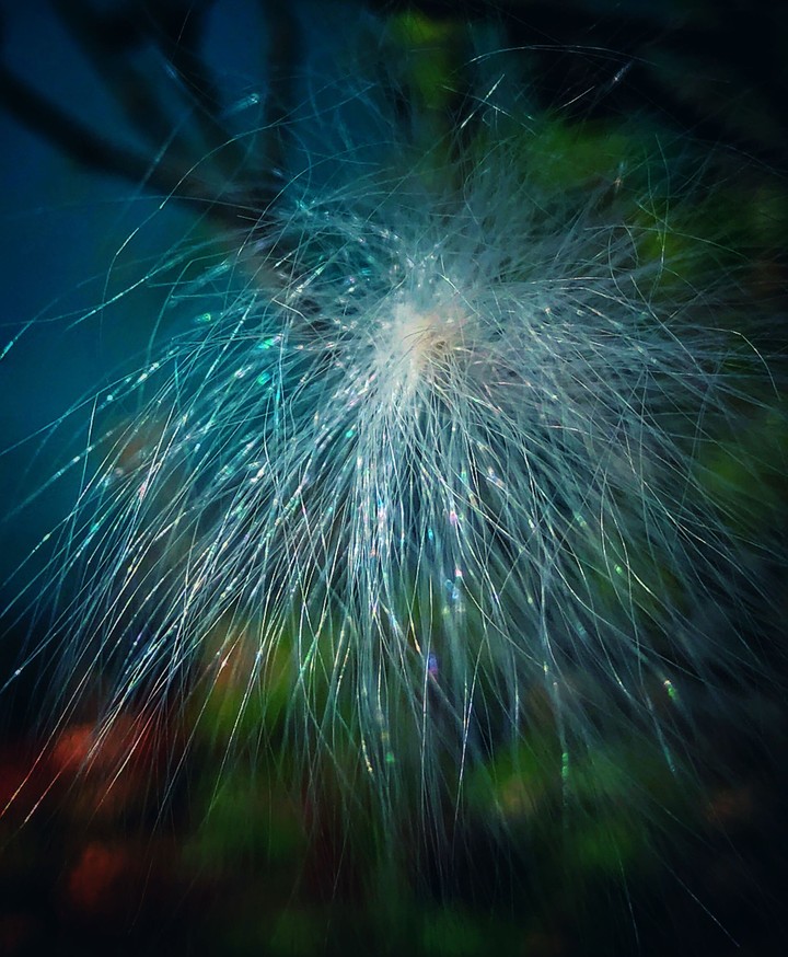 white thistle