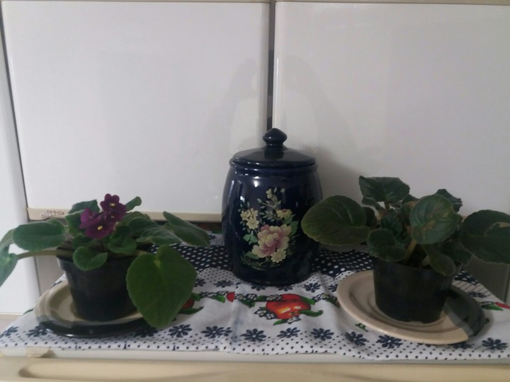 VIoletas
