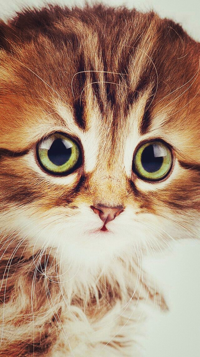 Котя