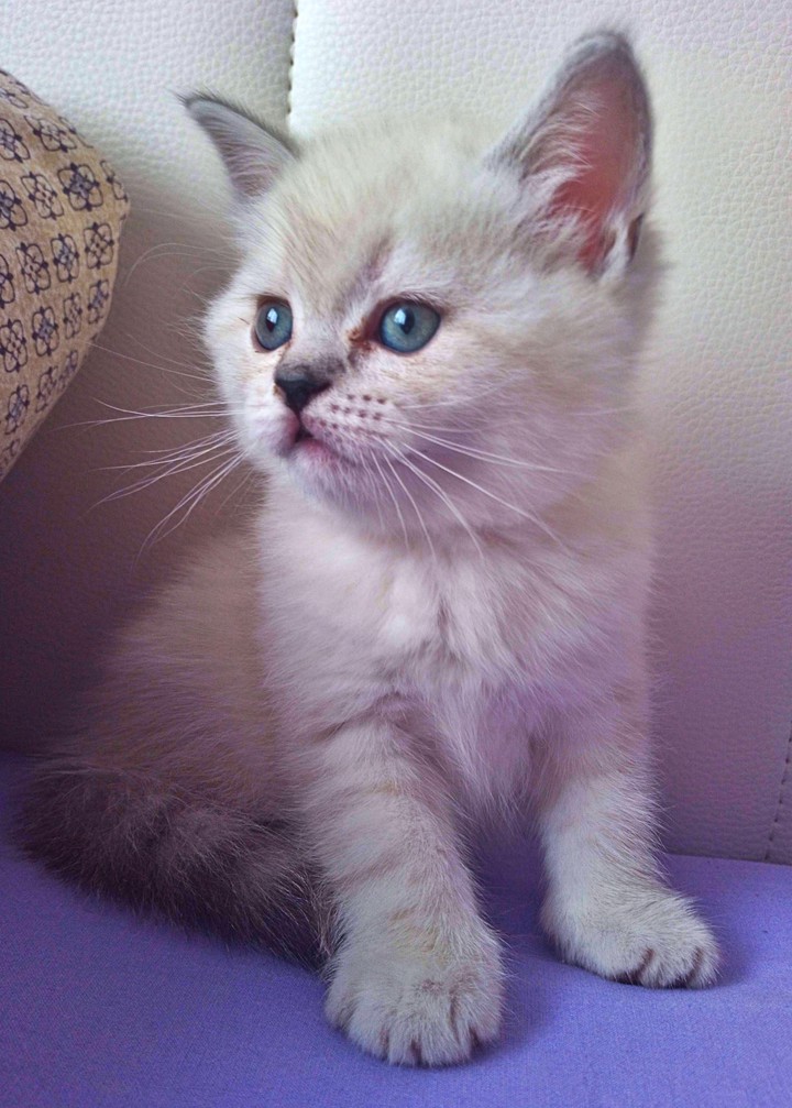Love is .. scottish cat