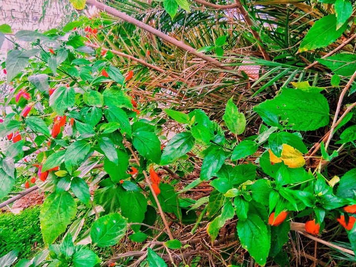 flower