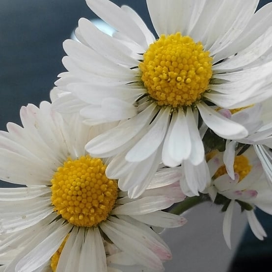 daisy