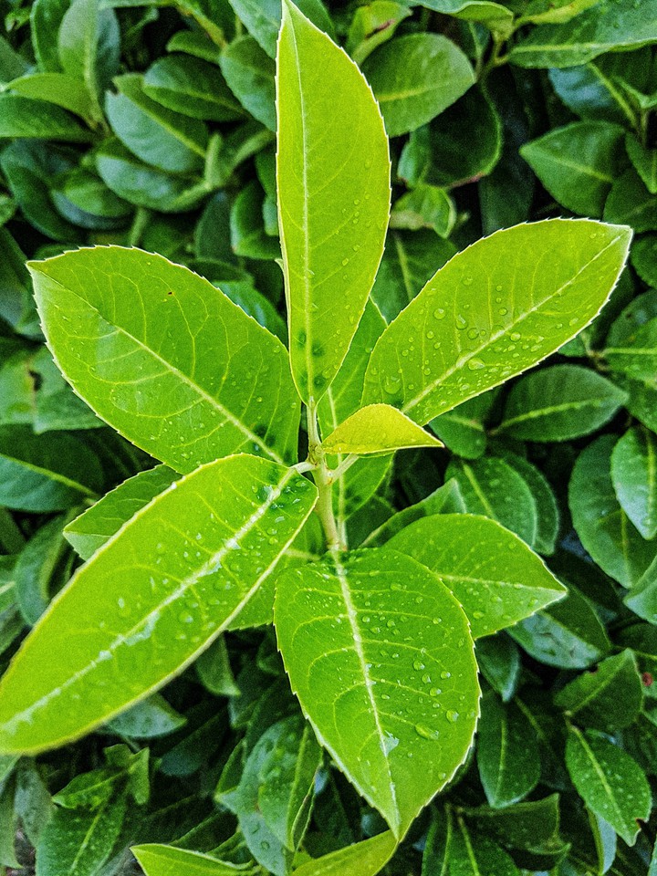 leaf