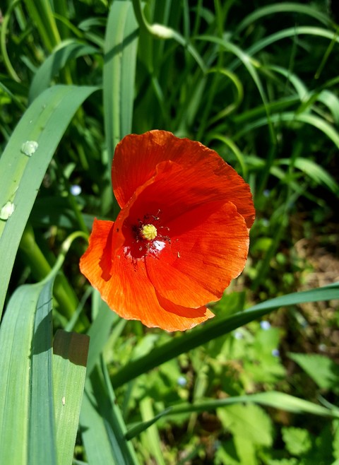 sfondi daylily, flower