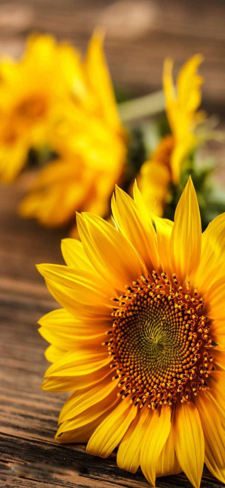 Sun flower