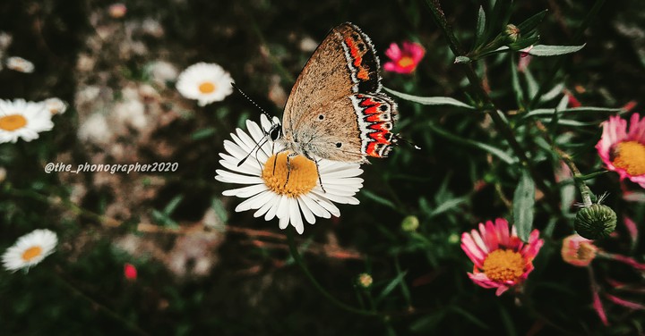 butterfly