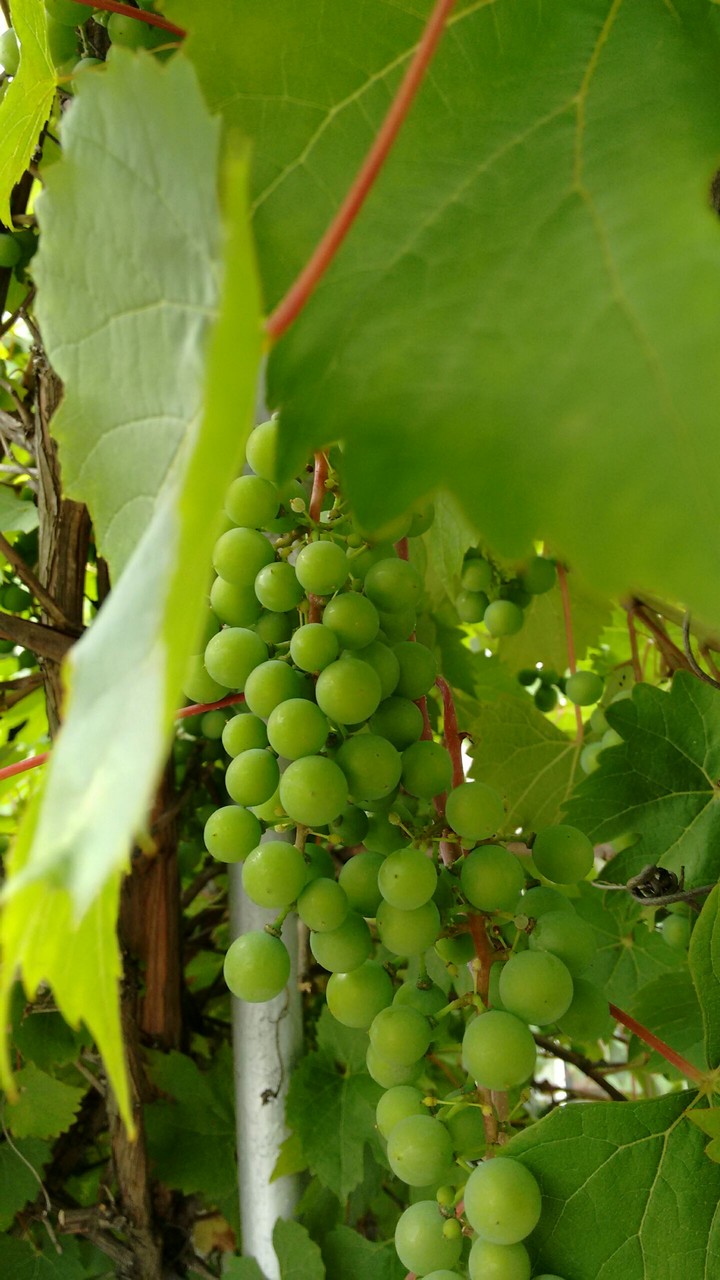 The grapes are sour