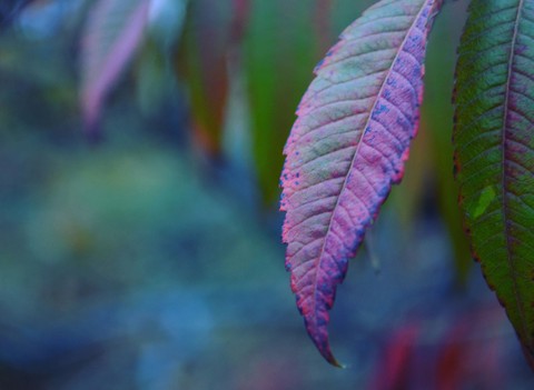 papéis de parede petal, plant