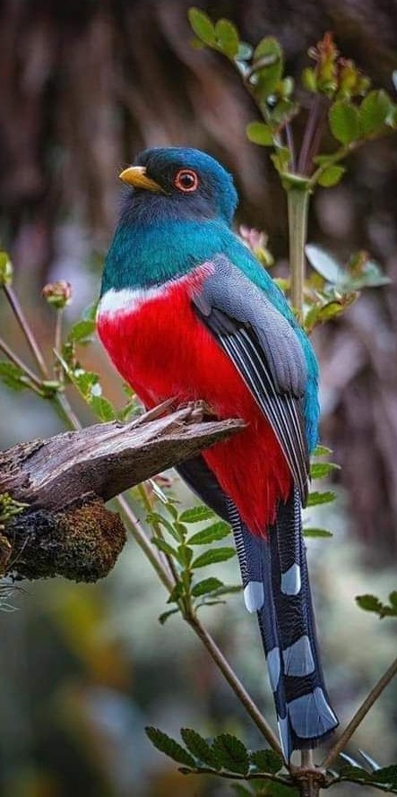 Bird