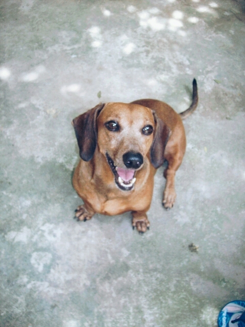 Bacet Salsicha