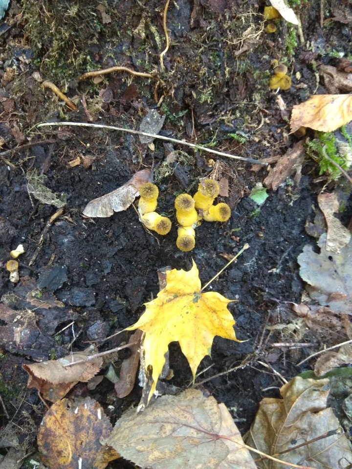 Autumn