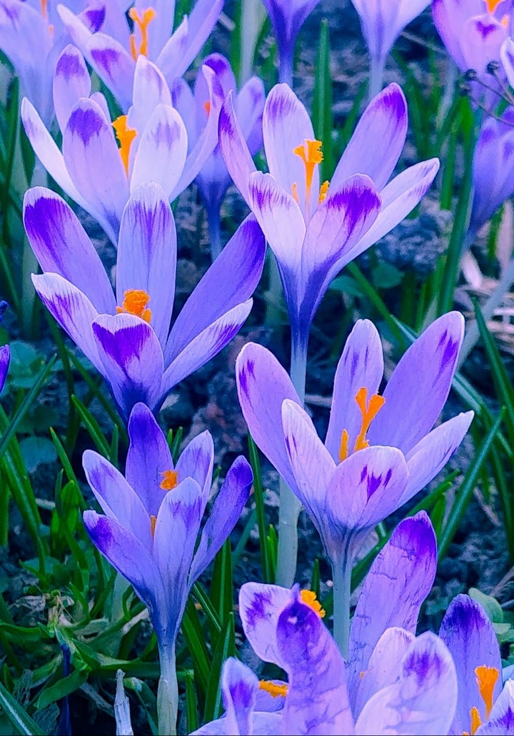 Wonderful flowers with light and power.